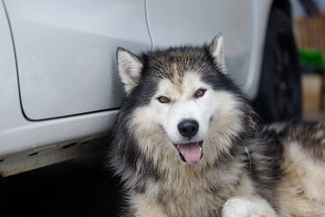 Close-up of Siberian Husky a wet fluffy dog with  happy expression