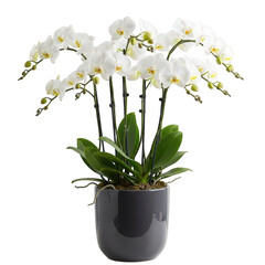 Elegant white orchid plant in a modern gray pot displaying delicate blooms and lush green leaves transparent background