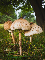 Parasol mushrooms MACROLEPIOTA PROCERA growing in green grass, Poland, September