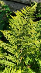 Sunlit fern leaves in forest, close-up showing intricate patterns and veins