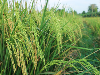 green rice seeds (Oryza sativa) in the rice fields