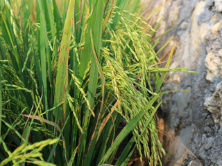 green rice seeds (Oryza sativa) in the rice fields
