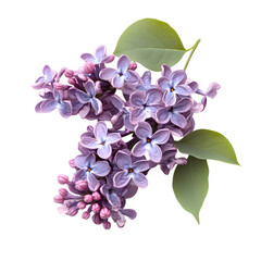 Vibrant Lilac Flowers Isolated on White Background for Design Projects