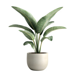 Vibrant Green Potted Plant Flourishing in Elegant Ceramic Pot