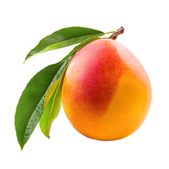 Fresh Mango Fruit with Green Leaves on White Background