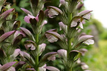 Acanthus in the botanical garden in Krakow.  Botanic Garden of the Jagiellonian University