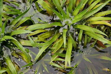 Stratiotes aloides - plants for background, jagged leaves against water.  Botanic Garden of the Jagiellonian University
