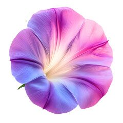Vibrant Morning Glory Flower Petals with Gradient Colors in Full Bloom