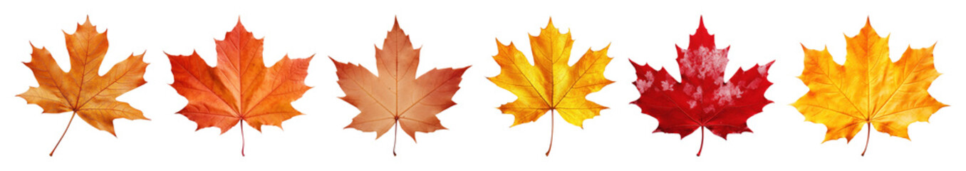 Fototapeta premium PNG Colorful autumn maple leaves arrangement, element set on transparent background