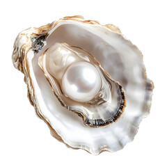 Open Oyster Shell with Pearl - Sea Life Ocean Treasure