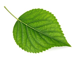 Obraz premium Isolated Vibrant Green Leaf Displaying Detailed Veins on White Background