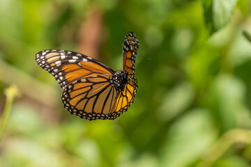 A Monarch butterfly flying over a flower garden