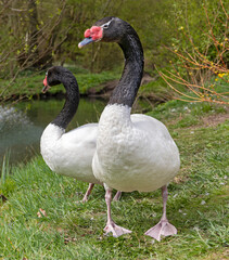 Pair of Black-necked swan (Cygnus melancoryphus) 