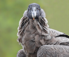 Frontal Close-up view of a young female Andean condor (Vultur gryphus)
