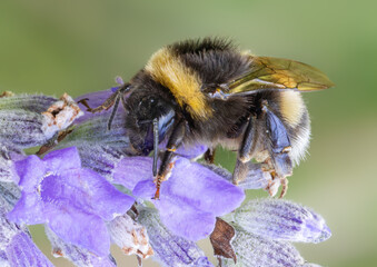 Close-up view of a bumblebee on a Lavender Flower
