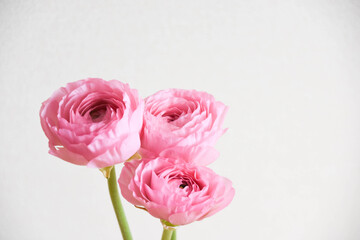 ピンクのラナンキュラス