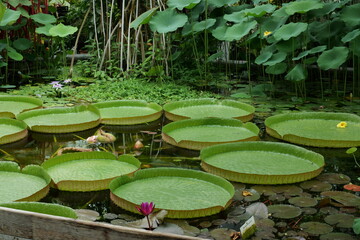Victoria amazonica - a large tropical aquatic plant of the Nymphaeaceae family.