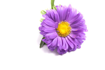 Aster Flower after the Rain Isolated on White