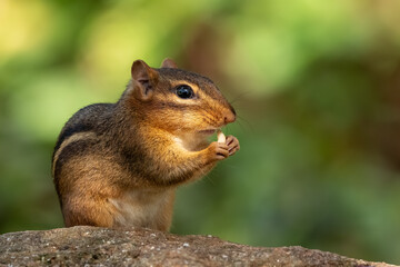 A chipmunk eating a nut