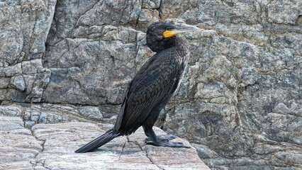 red billed hornbill