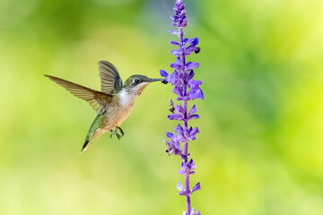 A female ruby-throated hummingbird feeding on blue flowers