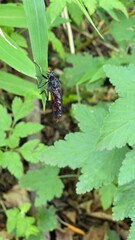 Close-up of leaves from a Chilean forest, showcasing vibrant colors, textures, and the natural beauty of southern Chilean woodlands.