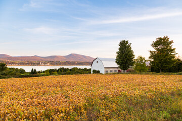 Old white barn with metal gambrel roof seen in golden field, with the St. Lawrence River and the Laurentian mountains in soft focus background, Saint-François, Island of Orleans, Québec, Canada