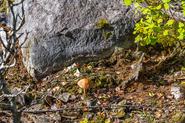 Fototapety na wymiar - Fototapeta24.pl