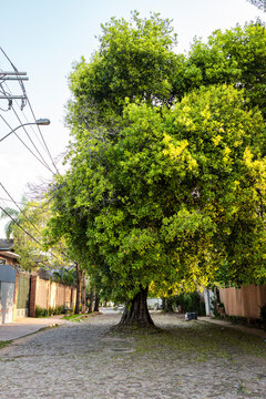 Large urban tree coexisting with houses and power lines in Asuncion, Paraguay