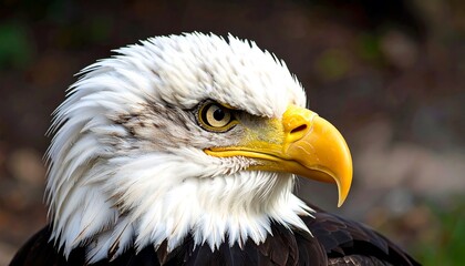 Obraz premium Close-up of an eagle's head (1)