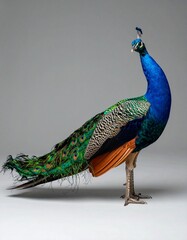 3D Pfau, stehend mit aufgestelltem Rad, Studio-Licht, fotorealistisch, leuchtende Farben
