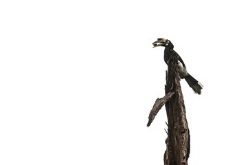 Oriental Pied Hornbill Perched on Dry Tree Trunk with Fruit in Beak