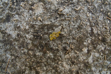 Small yellow lichen patch growing on rough textured stone, symbolizing resilience of life, natural detail, and ecological adaptation in harsh places