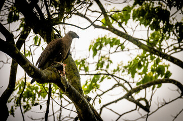 Crested Serpent Eagle Perched on Tree with Prey