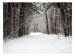 snow covered road. winter, snow, forest, road, cold, tree, landscape, trees, nature, white, frost, park, sky, ice, snowy, season, path, frozen, wood, rural, blue, christmas, day, outdoor, branch
