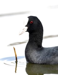 Close-up of a bird in water
