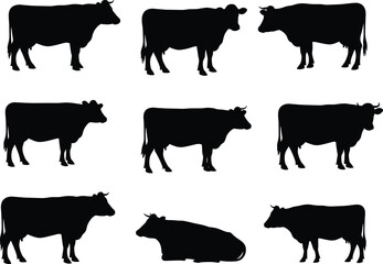 Vector silhouette set of cows in different poses including standing, walking, and lying down isolated on white background