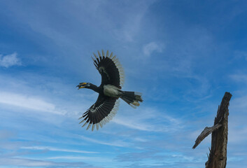 Oriental Pied Hornbill Flying with Food in Beak Against Blue Sky