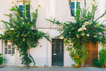 Fototapeta premium Flowering vines climbing on colorful doors in Tavira