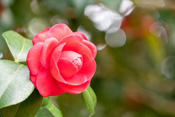 艶やかな赤色の椿の花のクローズアップ