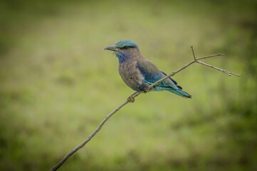 Indian Roller Bird with Vibrant Blue Plumage Perched on Thin Branch