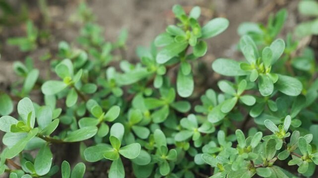 Purslane Portulaca oleracea, close-up in sunny outdoor