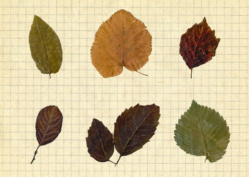 Set of autumn leaves on squared paper background. Colorful of autumn season.	 - Powered by Adobe