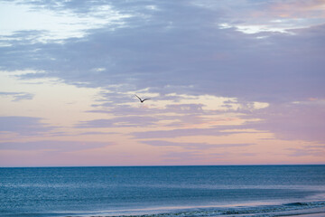 Seagull flying over pastel sea