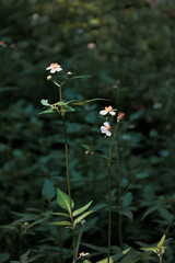 Whispers of wild white daisy flower