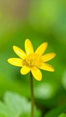 Close-up of a bright yellow flower (1)