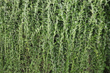 Lee Kwan Yew plant (Vernonia elliptica) Hanging On The Wall