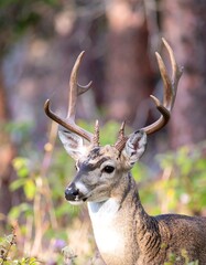 Close-up of a buck deer in a forest