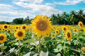 farm farden concept sunflowers granja farden concepto girasoles concept agricole farden tournesols aycicegi aycicek