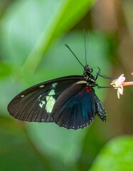 Close-up of a butterfly on a flower (3)